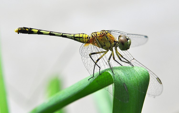 Самка стрекозы Diplacodes trivialis[англ.]