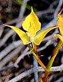 Disa tenuifolia