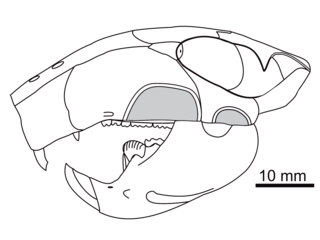 <i>Djadochtatherium</i> Extinct family of mammals