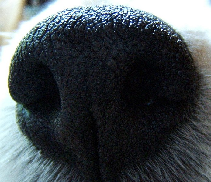 File:Dog's nose Macro.JPG