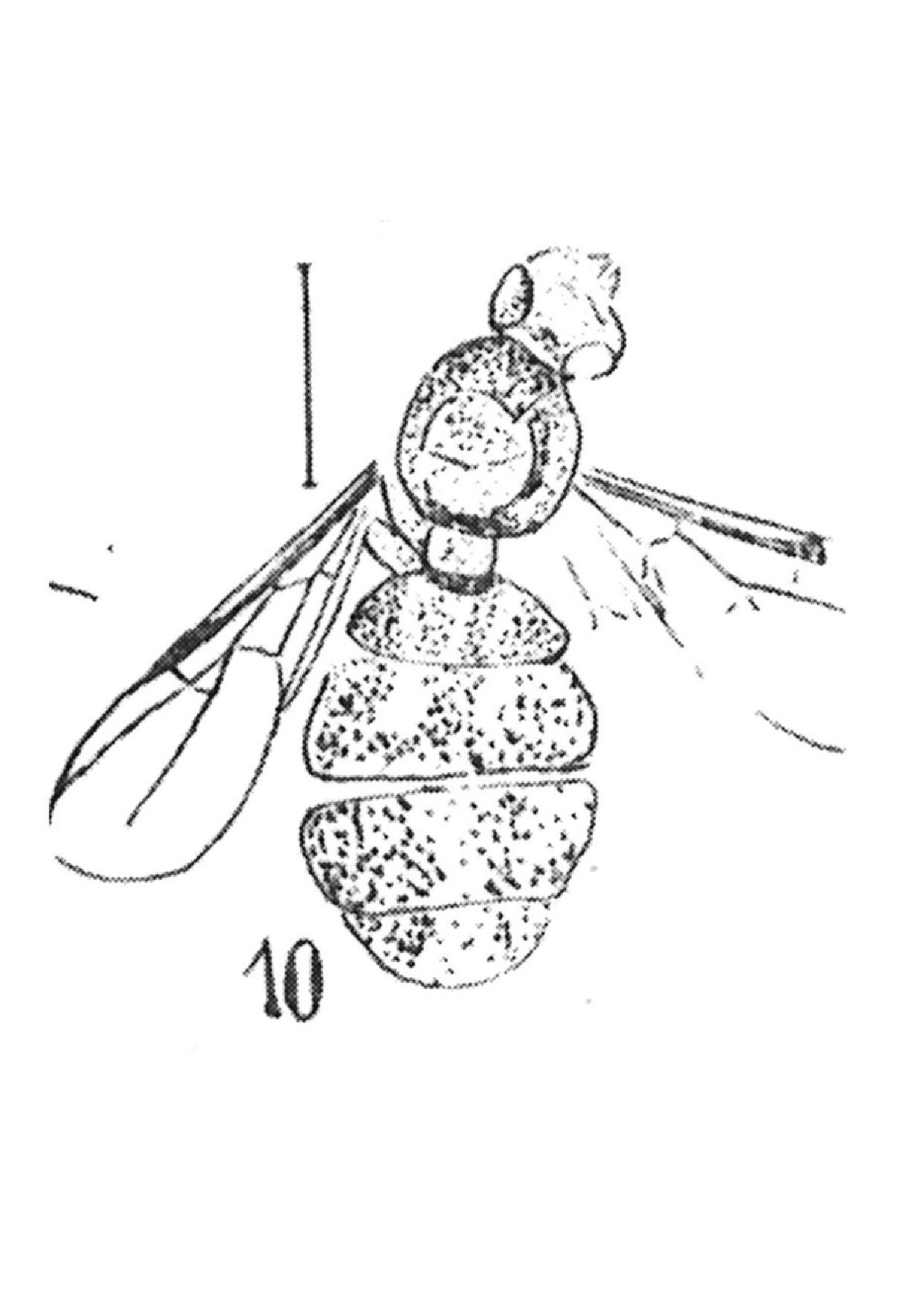 Dolichoderus oviformis — Wikipédia