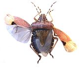 Mounted specimen showing opened wings