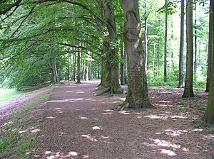 Blick auf den Dorneywald