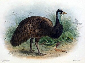 Black Emu, drawing by John Gerrard Keulemans