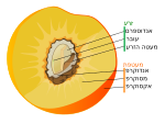 תמונה ממוזערת עבור בית גלעין