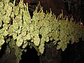 Drying Cannabis Buds.jpg