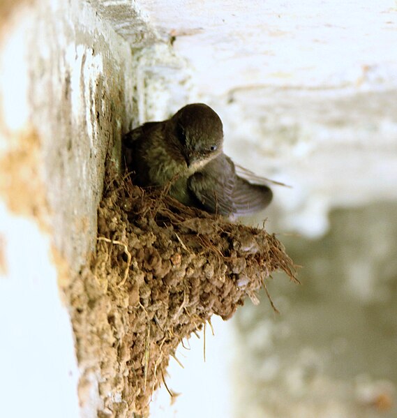 File:Duskycraig martin nest.jpg