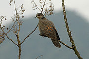 Streptopelia lugens