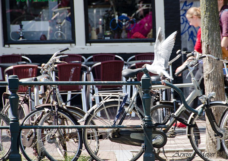File:DutchPhotoWalk Amsterdam - panoramio (26).jpg