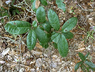 <i>Quercus minima</i> Species of shrub