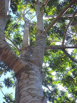 <i>Didymocheton rufus</i> Species of tree