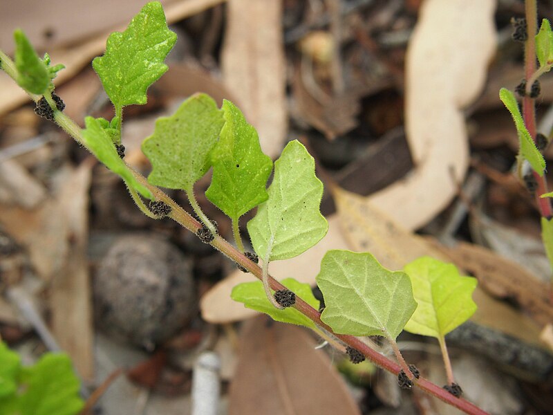 File:Dysphania melanocarpa fruit and foliage.jpg