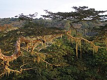 Forêt de Dzanga-Noki (République centrafricaine)