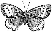 EB1911 Lepidoptera - Chrysophanus thoe.jpg