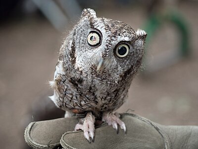 Rescued eastern screech owl with eye injury