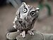 Eastern screech owl rehabilitated after eye injury (44333).jpg