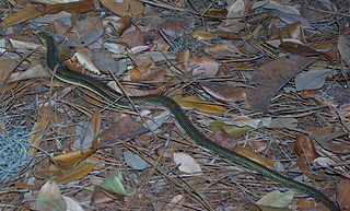 <span class="mw-page-title-main">Glass lizard</span> Index of animals with the same common name