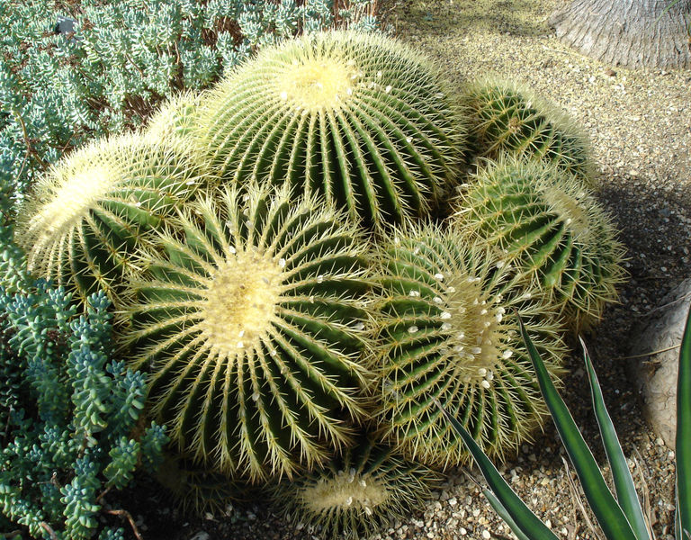 768px-Echinocactus_grusonii_kew.jpg