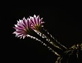 Echinopsis oxygona flowers bloom 01.jpg