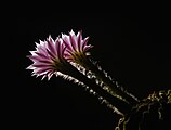 Квіти кактуса Echinopsis oxygona