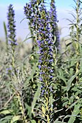 Echium callithyrsum kz02.jpg