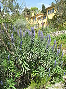 Echium candicans.