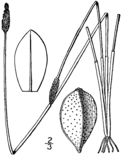 Eleocharis tricostata BB-1913.png