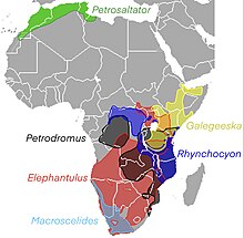 Elephant shrew range genus.jpg