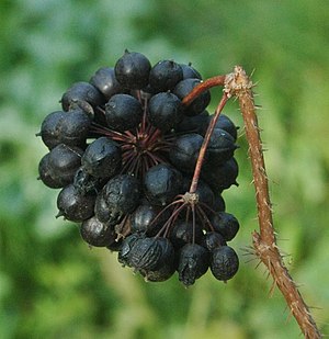 Bristly taiga root (Eleutherococcus senticosus), frugter