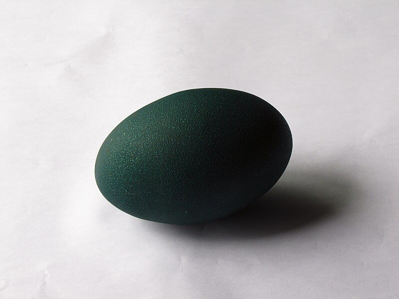 File:Emu-egg-from-Mangalore-Karnataka-1.JPG