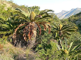 Suurberg cycads in a valley of the Suurberg Encephalartos longifolius05.jpg