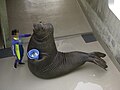 ミナゾウ（新江ノ島水族館）