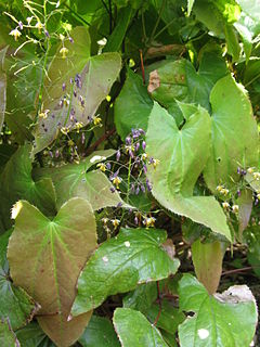 <i>Epimedium sagittatum</i> Species of flowering plant