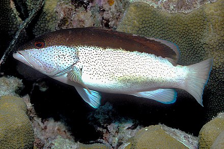 1 костные рыбы. Epinephelus undulosus. Лучеперые рыбы. Костные рыбы. Морские костистые рыбы.