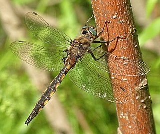<i>Epitheca canis</i> Species of dragonfly