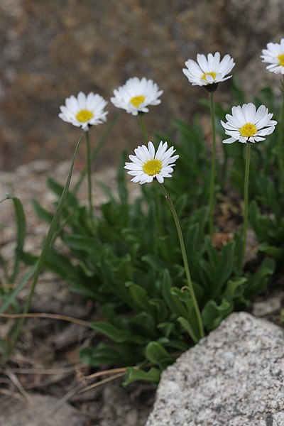 File:Erigeron garrettii.jpg