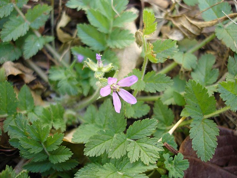 File:Erodium1.jpg