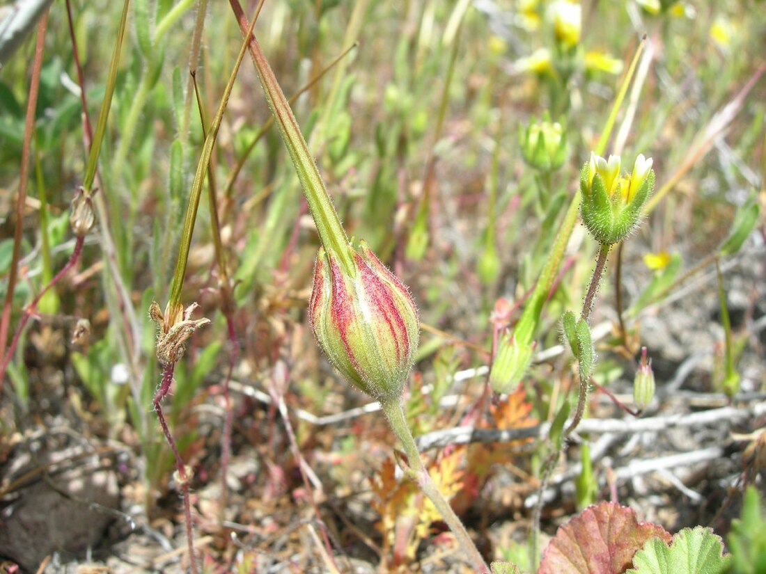 California macrophylla