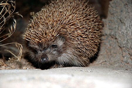 Photo of a hedgehog