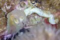 * Nomination: Mediterranean fanworm (Sabella spallanzanii), Cabo de Palos, Spain --Poco a poco 07:57, 5 June 2023 (UTC) * * Review needed