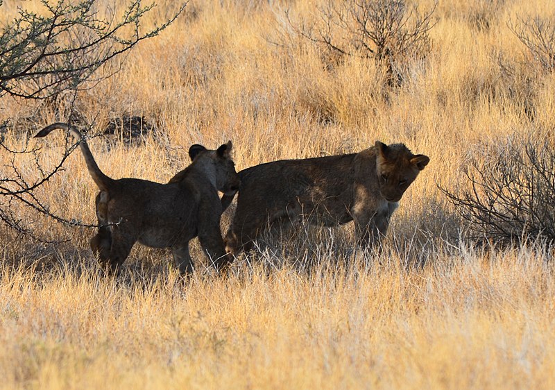 File:Etosha, RTW 2012 (8363888251).jpg