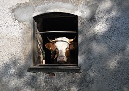 8.9.14 Hausrind am Fenster