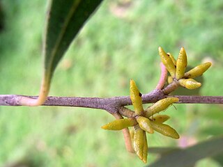 <i>Eucalyptus copulans</i>