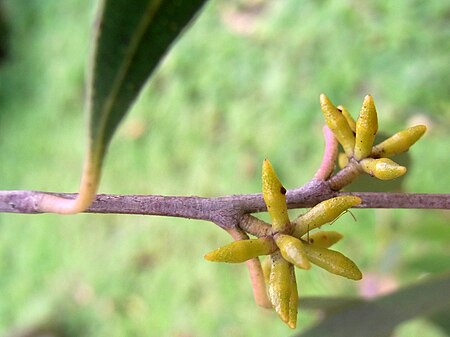 Eucalyptus_copulans