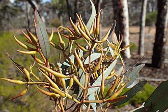 flower buds Eucalyptus densa buds.jpg