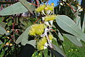 Eucalyptus woodwardii (1).jpg