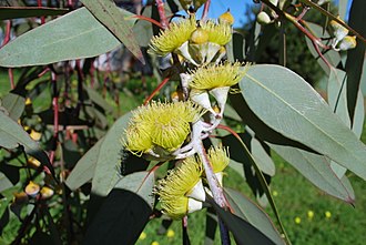 Eucalyptus woodwardii foliage and flowers Eucalyptus woodwardii (1).jpg