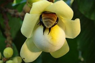 <i>Eulaema mocsaryi</i> Species of bee