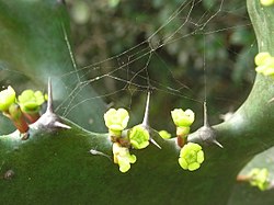 Euphorbia antiquorum L. by Lalithamba - 001.jpg