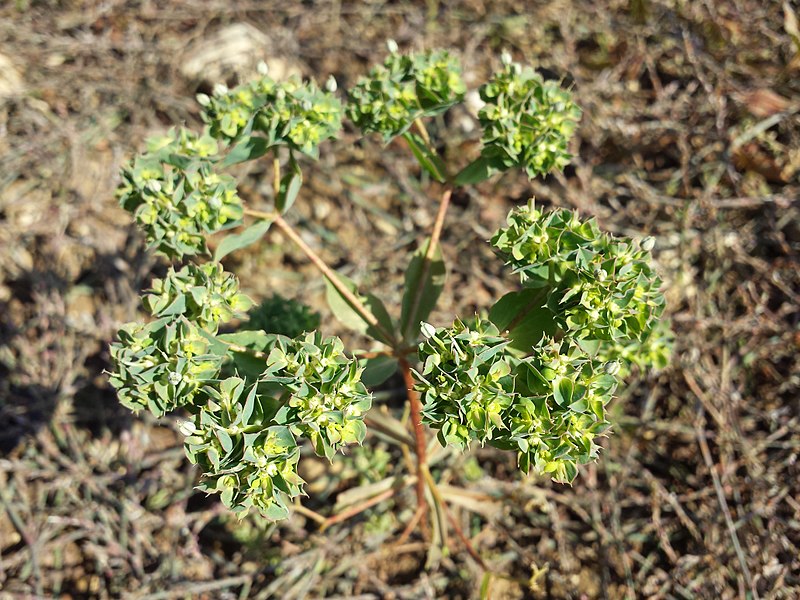 File:Euphorbia falcata (s. str.) sl8.jpg